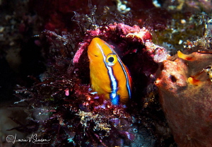 Blue-Striped Fang Blenny/Photographed with a Canon 60 mm ... by Laurie Slawson 